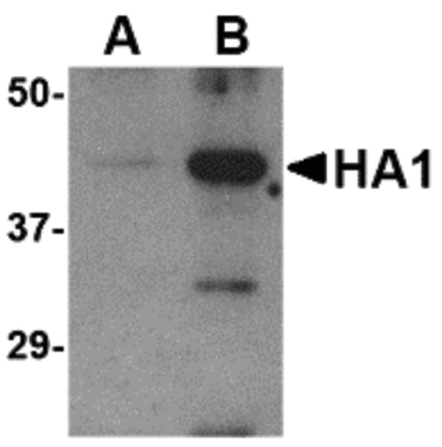 Influenza A Virus Hemagglutinin Antibody