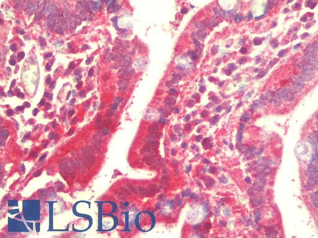 IHC-plus™ L1TD1 Antibody