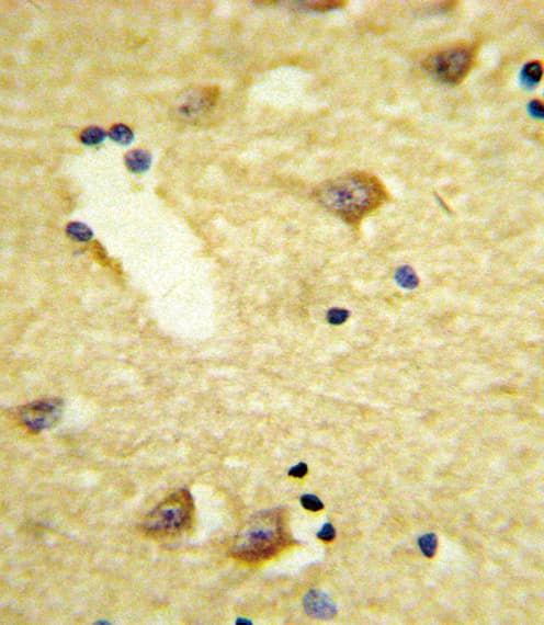 DRD4 / Dopamine Receptor D4 Antibody (aa365-391)