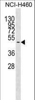 GNAS Antibody (aa217-244)