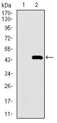 Monoclonal Mouse anti-Human MRPL42 / MRPS32 Antibody (clone 3H6H2, aa10-142, IHC, WB)
