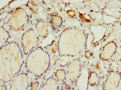 Polyclonal Rabbit anti-Human OSGIN2 Antibody (IHC, WB)