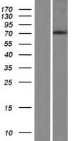 PHLDB3 Protein (Over-Expression Lysate Myc-DDK (Flag))