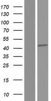 SPATA22 Protein (Over-Expression Lysate Myc-DDK (Flag))