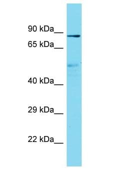 NBPF6 Antibody (aa412-461)