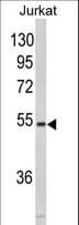 MFAP1 Antibody (aa21-50)