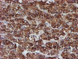 PDIA4 / ERP72 Antibody (clone OTI2A11)
