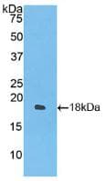 Guinea pig IFN Gamma / Interferon Gamma Protein (Recombinant His, N-Terminal)