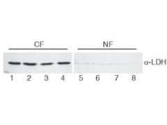 LDH / Lactate Dehydrogenase Antibody