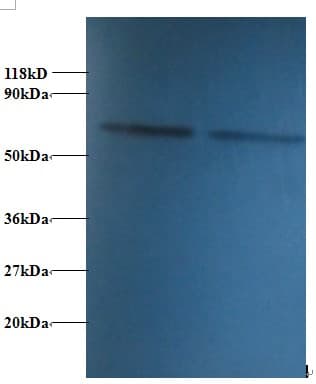 PDI / P4HB Antibody (Biotin)