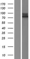 IL17RC Protein (Over-Expression Lysate Myc-DDK (Flag))