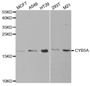 CYB5A / Cytochrome b5 Antibody