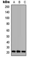 BID Antibody (Internal)