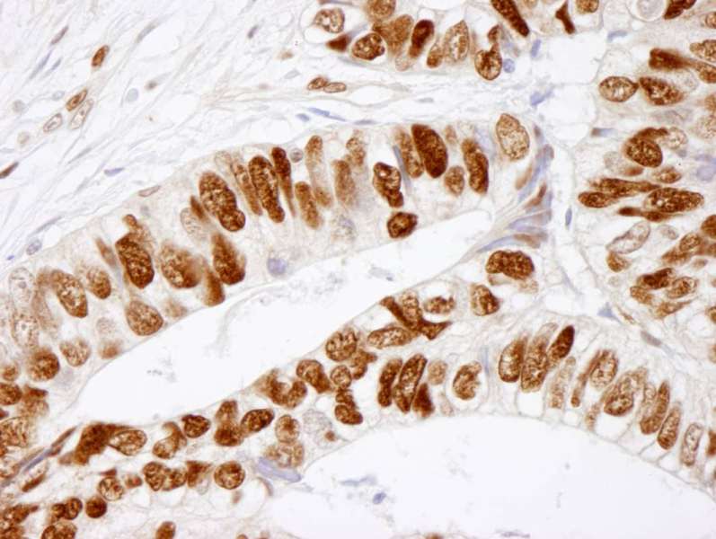 MCM2 Antibody (phospho-Ser41)