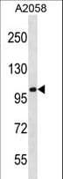 CCDC46 Antibody (aa286-314)