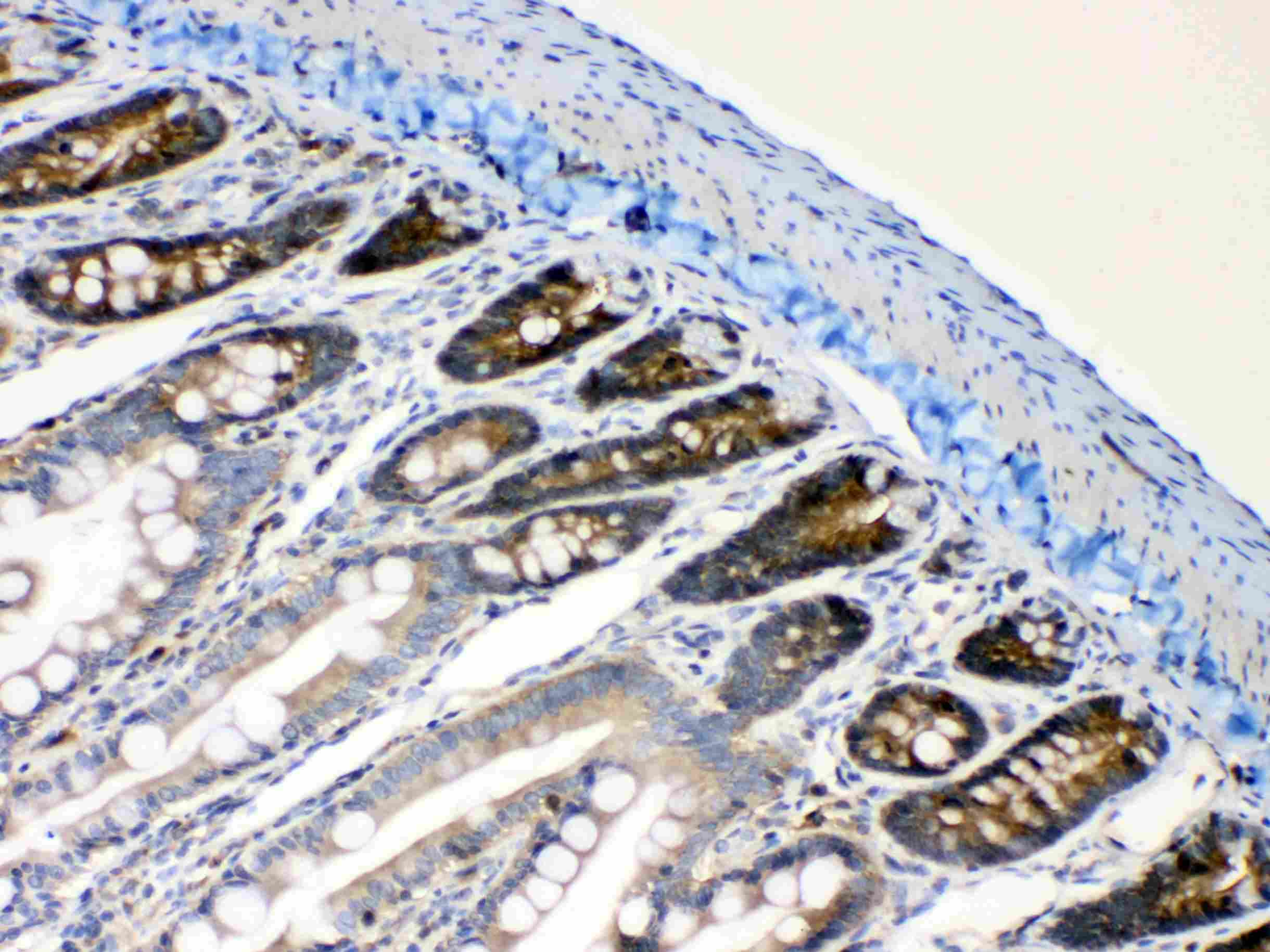 Polyclonal Rabbit anti-Human RANBP1 Antibody (IHC, WB)