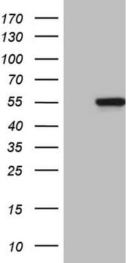 MYLIP / IDOL Antibody (aa127-385, clone OTI3A2)