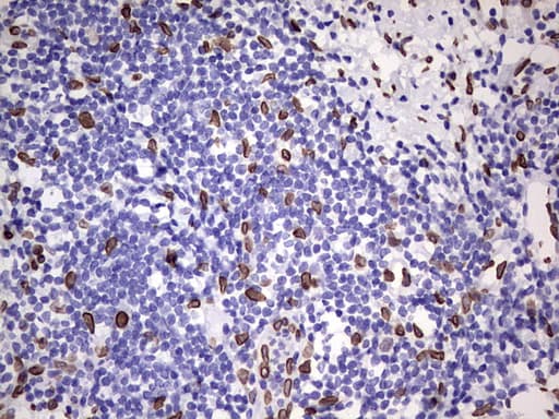 BCL6 Antibody (aa1-300, clone OTI1C3, Carrier-free)