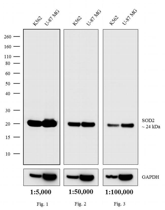 Goat Anti-Mouse IgG Secondary Antibody (HRP)