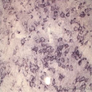 Polyclonal Rabbit anti-Rat SORT1 / Sortilin Antibody (N-Terminus, IHC, WB)