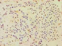 CBLC Antibody (aa245-474)