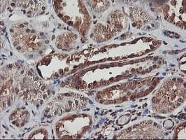 AKT1 Antibody (clone OTI4C11)
