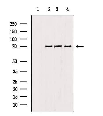 MGRN1 Antibody