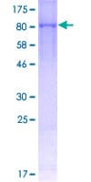 Human IRAK1 / IRAK Protein (Recombinant GST)