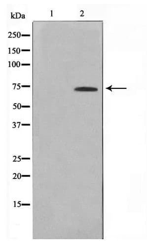 ELF1 Antibody