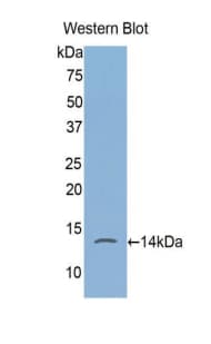 FKBP1A / FKBP12 Antibody (aa2-108)