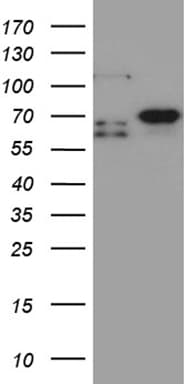 MSL2 Antibody (clone OTI3B11)