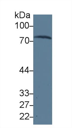 TF / Transferrin Antibody (aa361-683, APC)