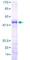 Human RGS18 Protein (Recombinant GST)