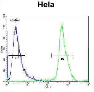Polyclonal Rabbit anti-Human NUP35 / NUP53 Antibody (aa289-318, WB)