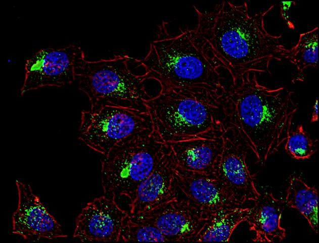 PathPlus™ CD63 Antibody (clone MEM-259)