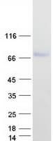 Human ZNF692 Protein (Recombinant Myc-DDK (Flag))
