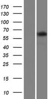 Human TTC24 Protein (Over-Expression Lysate Myc-DDK (Flag))