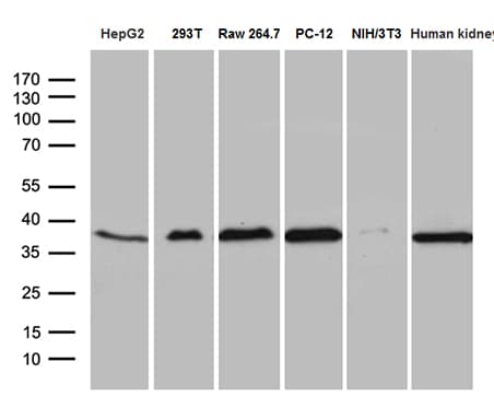 STX3 / Syntaxin 3 Antibody (clone OTI5D10, Carrier-free)