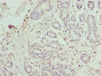 FAM71F1 Antibody