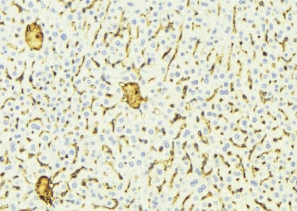 Polyclonal Rabbit anti-Human CYP2A7 Antibody (IHC, WB)