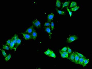 Polyclonal Rabbit anti-Human FCHO2 Antibody (IF, WB)