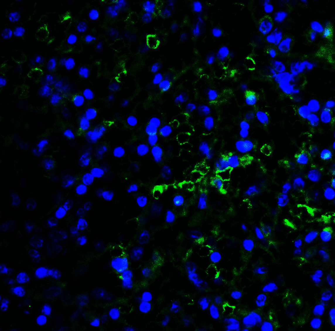 Monoclonal Mouse anti-Human LAG3 Antibody (clone 6B12, IHC, IF)
