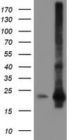 SAT2 Antibody (clone OTI2B3)