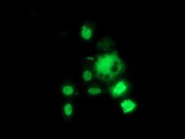 HDAC1 Antibody (clone OTI6F11)