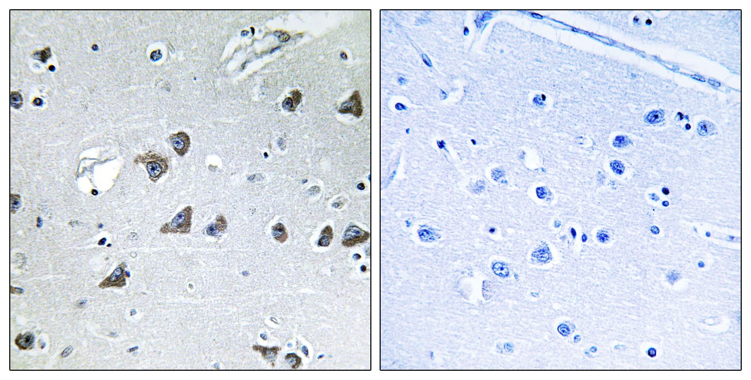 EIF3S5 / EIF3F Antibody (aa81-130)