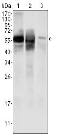 IHC-plus™ GPI Antibody (clone 1B7D7)