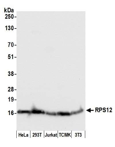RPS12 / Ribosomal Protein S12 Antibody (aa1-50)
