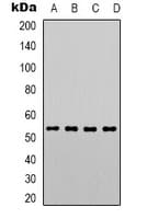 PTEN Antibody (C-Terminus)