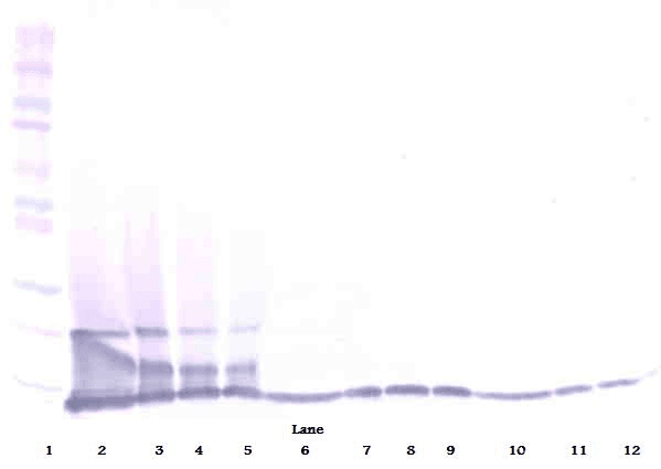 Polyclonal Rabbit anti-Mouse Ccl6 Antibody (WB)