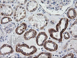PTGES2 Antibody (clone OTI2C3)